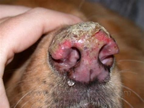 Causes Of Skin Disorder In Dogssymptoms Types And Which Breeds Tend
