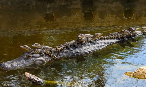 Where Do Alligators Go In The Winter A Z Animals