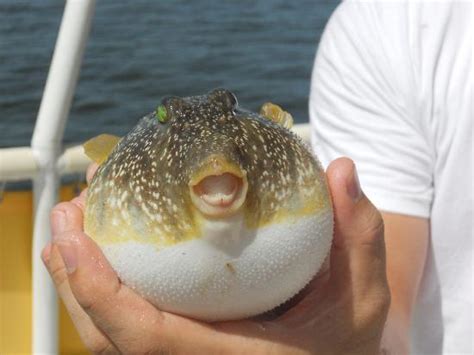 A Puffer Fish Picture Of Adventures In Paradise Fort