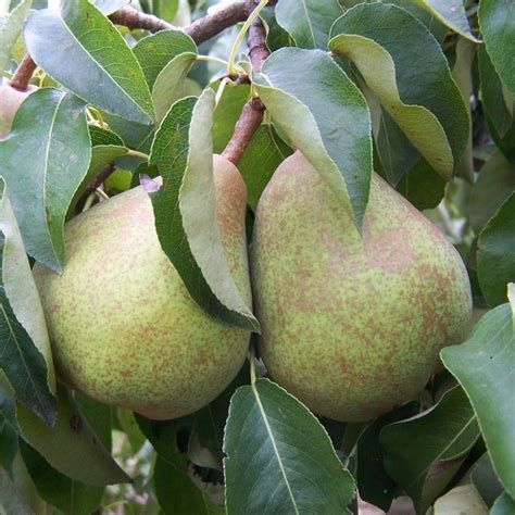 Doyenne Du Comice Buy Pear Trees Online Habitat Aid