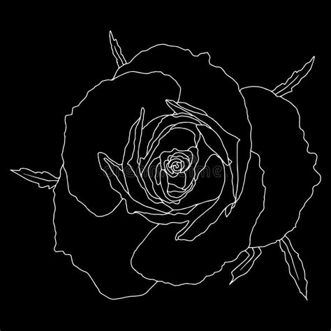 Roses Open Bud With Leaves And Branches Black And White Isolated Vector