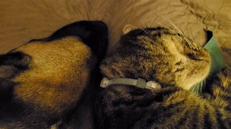 Cat Sleeping With Dogs Having Dreams For The First Time Rescue Pets
