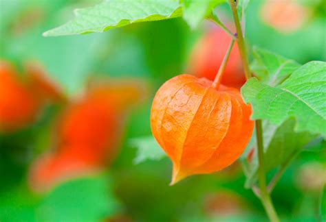Eltern von kleinkindern sollten allerdings bei der erste hilfe bei vergiftungen: Lampionblume (Physalis alkekengi) - säen und pflanzen ...