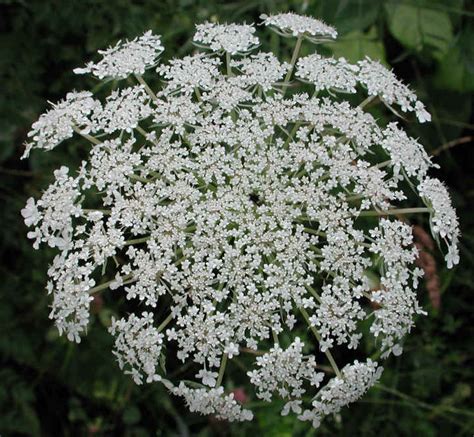 Queen Anne S Lace Daucus Carota Also Called Wild Carrot And Bird S
