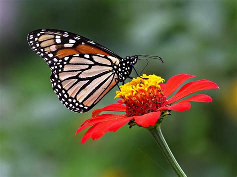 Check spelling or type a new query. wallpapers: Butterfly Desktop Backgrounds