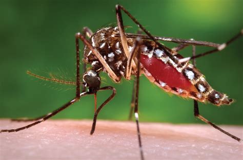 The Zika Virus What Is Our Risk Here In Michigan My City Magazine