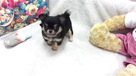 Последние твиты от teacup maltese puppies near me (@baillyreal). Adorable Chihuahua Teacup Puppies For Sale Near Me ...