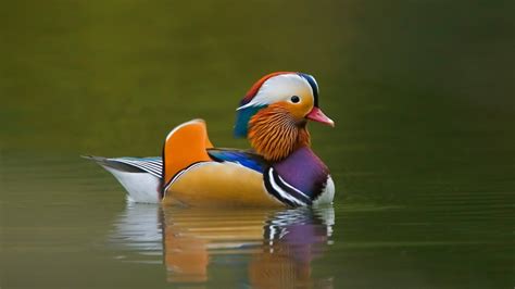 Mandarin Duck Wallpaper For Desktop 1920x1080 Full Hd