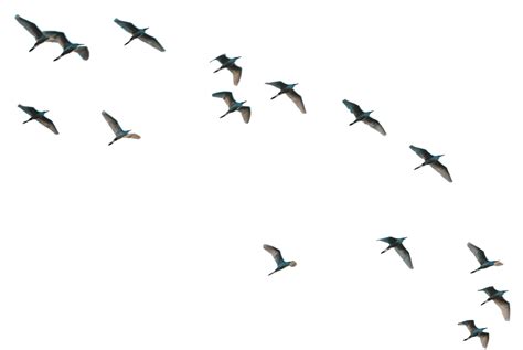 Flock Of Birds Spreading Wings High Flying Birds Flock Of Birds