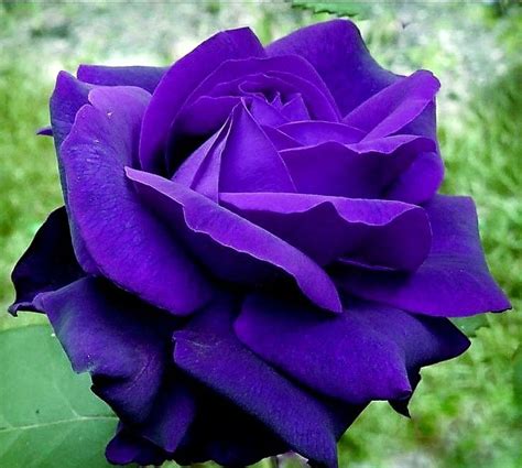 Purple Roses Blue Flowers Flowers Photography Art Photography