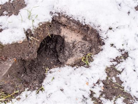 What Do Rat Holes Look Like The Exterminators