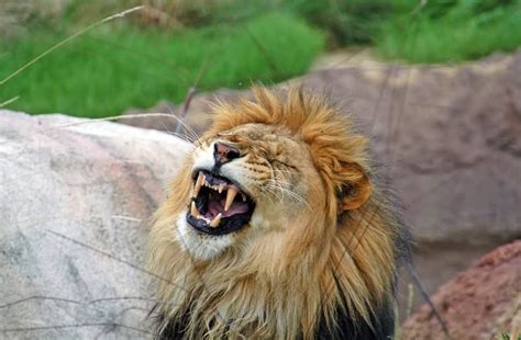 20 Most Funniest Lion Face Pictures Of All The Time
