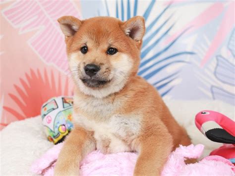 Shiba Inu Dog Male Red Sesame 3699170 Animal Kingdom Puppies N Love