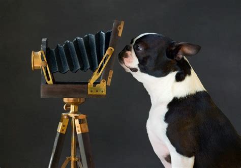 Funny Animals With Cameras New Photosimages 2012 All Funny