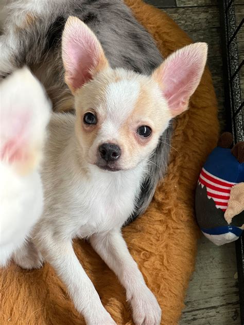 Whiskey Oak Kennel Chihuahua Puppies For Sale In Ocala Fl Born On