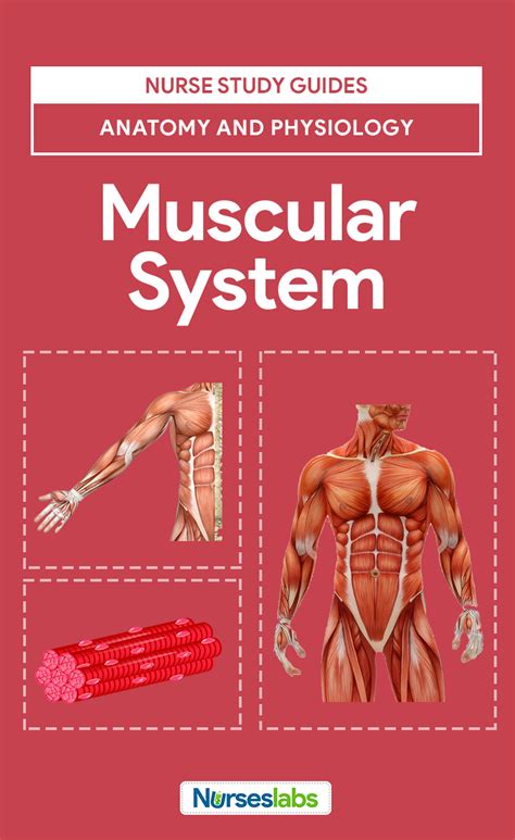 The Muscular System Is Made Up Of Specialized Cells Called Muscle