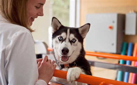 Our veterinary specialists work in the fields of cardiology, dermatology, emergency, internal medicine, neurology, oncology, ophthalmology, and surgery. Animal Emergency & Specialty - 24-Hour Animal Hospital in ...