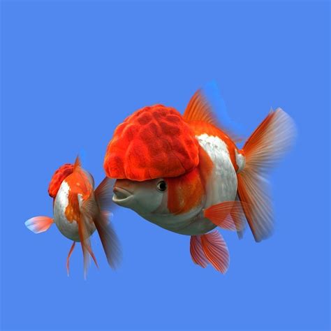 Goldfish 3d Model Animated Ma Mb
