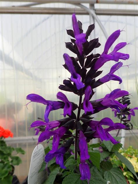 Photo Of The Bloom Of Salvia Rockin Deep Purple Posted By Gardengus