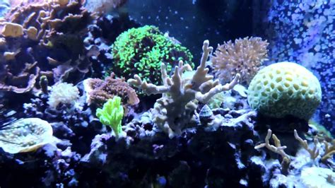 210 Gallon Reef Tank Update 3 30 15 Youtube