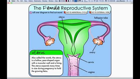 Lesson 22 - Internal Female Anatomy - YouTube