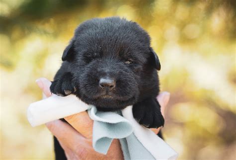 Ultimate Guide To Feeding Your Newborn Puppy With Milk Dog Lovely