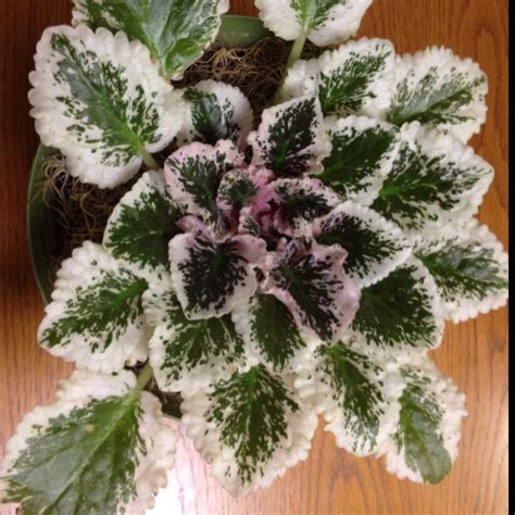 African violet leaves can be of different types, depending upon the margin features. Pin by Heather M ~*~ on African Violets | African violets ...