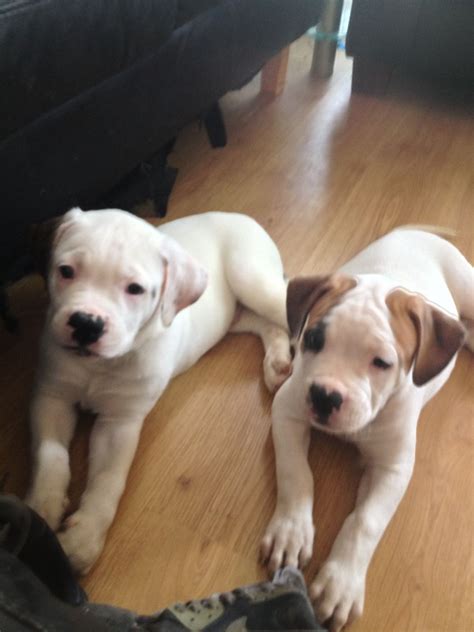 Pictures of sugar and tyson's american bulldog puppies. American bulldog puppies for sale in London | London, East London | Pets4Homes