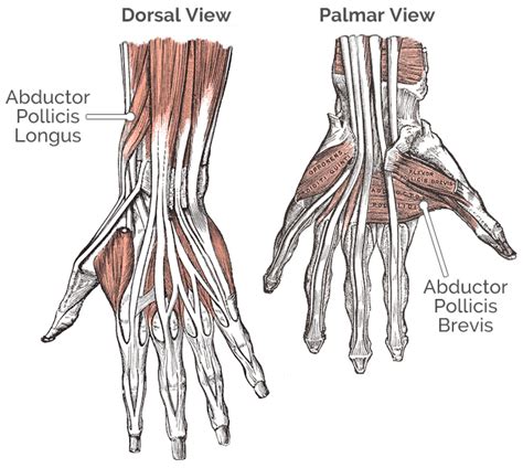Hand Thumb Muscles Dorsal Tendons Musculus Abductor Pollicis Longus