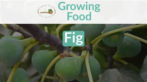 Figs How To Grow And When To Plant In Your Backyard Or Patio Garden