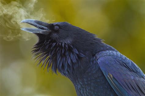 Stunning Image Of An American Crow Pics
