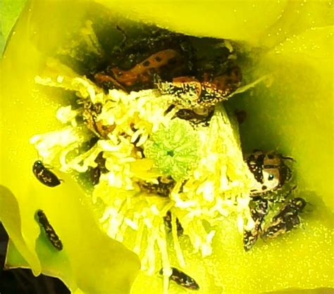 Some people might think that not flowering is so it is always a better idea to wait with repotting flowering cacti, and do it at the end of rest period. on the road(side) again | the katmosphere