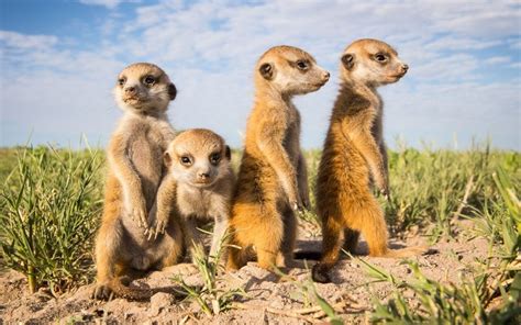 In Pictures Meerkats Of Botswana By Wildlife Photographer Will Burrard