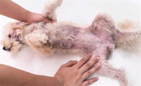 Where Can Dogs Get Yeast Infections