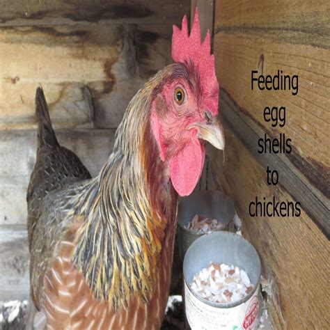 Feeding egg shells to chickens - | Egg shells, Best egg laying chickens, Egg laying chickens