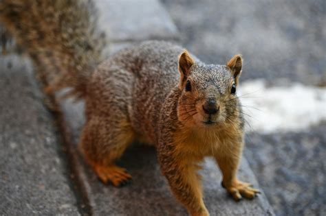 Close Up Photo Of Brown Squirrel · Free Stock Photo