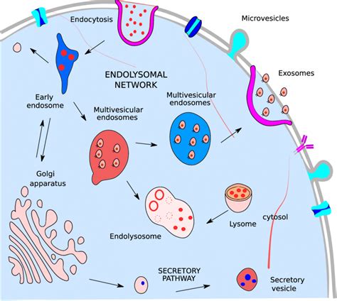 Exosomes Biogenesis Multivesicular Endosomes In The Cell Which Are