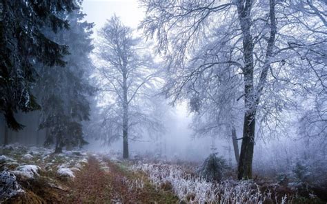 Frost Autumn Fall Nature Landscapes Roads Path Trail Grass Trees Forest