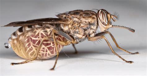 The Deadly Tsetse Fly Critter Science