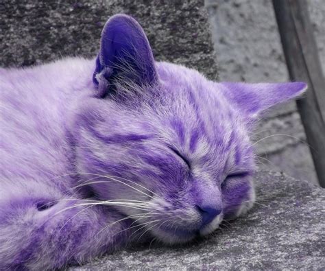 Purple Cats Purple Cat Cat Aesthetic Cute Cats
