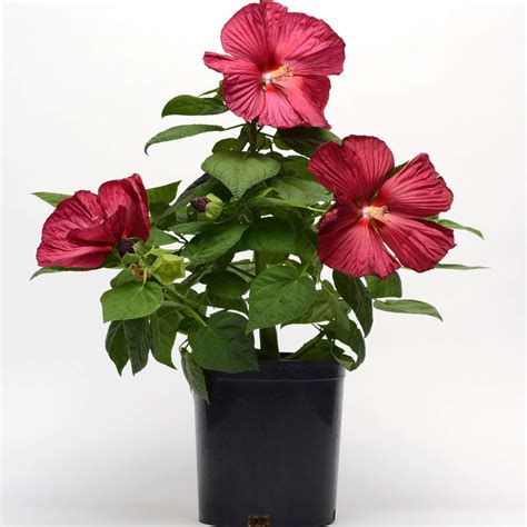 Hibiscus Seed Luna Red Hardy Hibiscus Flower Seeds
