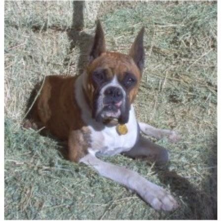 Are you looking for boxer puppies california for sale? Gold Buckle Kennel, Boxer Breeder in Hemet, California