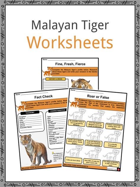 Malayan Tiger Facts Worksheets Origin And Taxonomy For Kids
