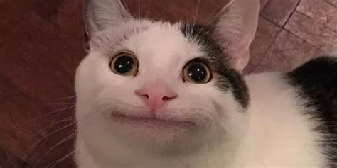 Image Result For Cat Memes Cat Expressions Cute Cat Memes Cat Memes