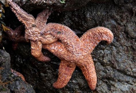 Kuow Starfish Are Still Disappearing From Washington State