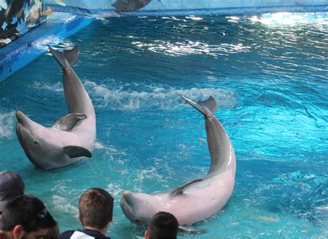 Common Bottlenose Dolphins Zoochat