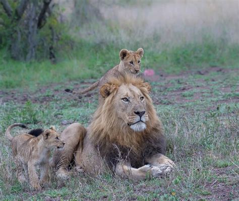 Big Cats Cool Cats Lioness And Cubs Lion Africa Wild Lion