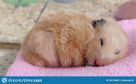 Syrian Hamster Is Sleeping Photo Close Up Stock Photo Image Of Fuzzy