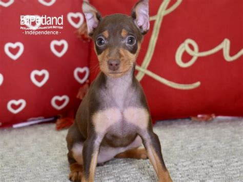 Miniature Pinscher Puppy Chocolate And Tan Id4848 Located At Petland
