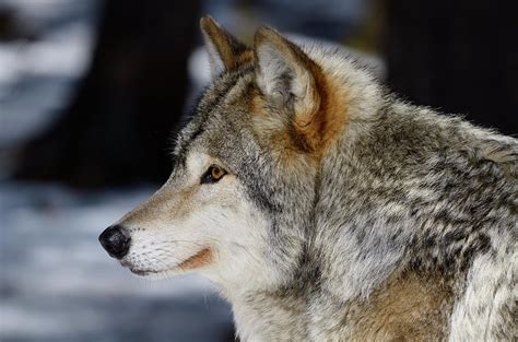 Close Up Profile Of A Male Gray Wolf Face In A Shaded North Onta